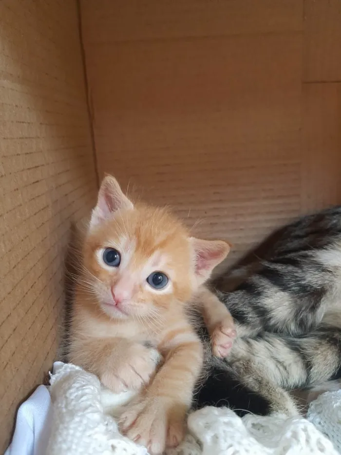 Gato raça SRD-ViraLata idade Abaixo de 2 meses nome Não possui nome 