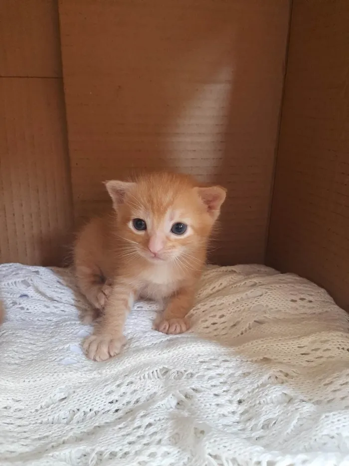 Gato raça SRD-ViraLata idade Abaixo de 2 meses nome Não possui nome 
