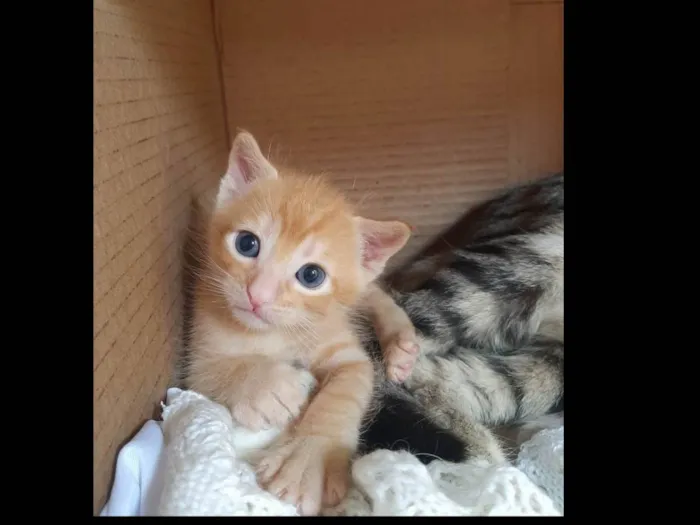 Gato raça SRD-ViraLata idade Abaixo de 2 meses nome Não possui nome 