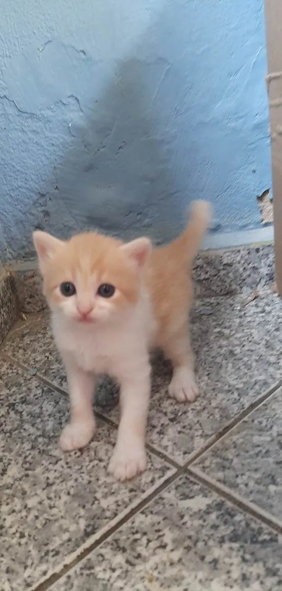 Gato raça SRD-ViraLata idade Abaixo de 2 meses nome Não tem nome