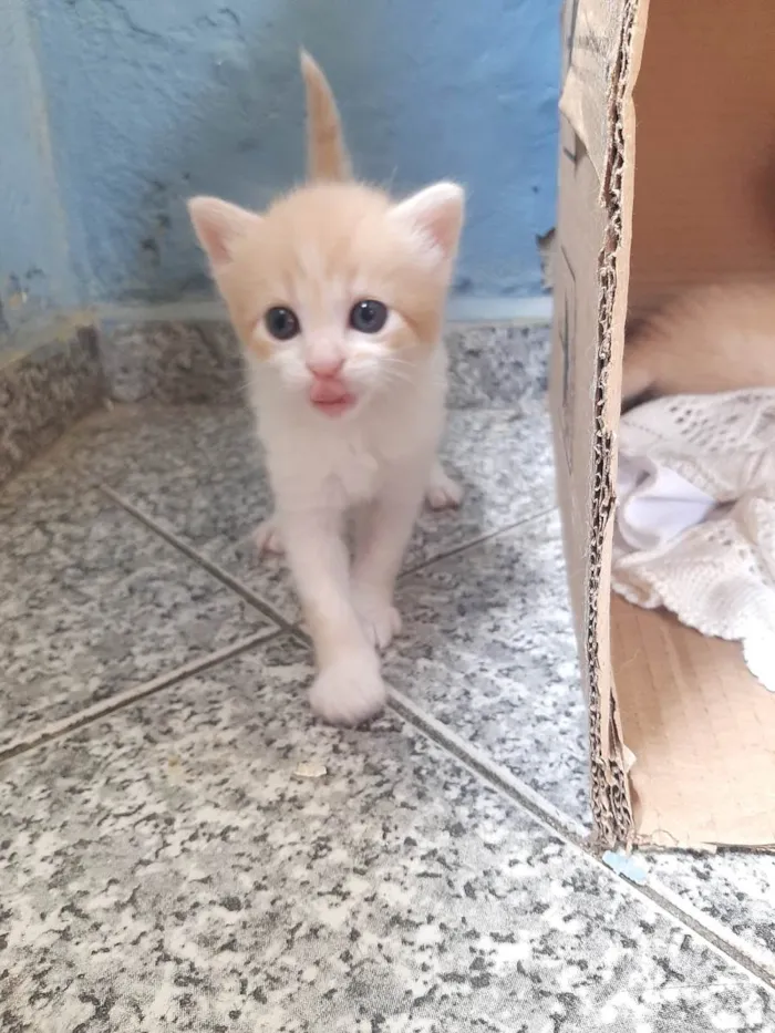 Gato raça SRD-ViraLata idade Abaixo de 2 meses nome Não tem nome