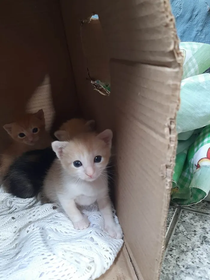 Gato raça SRD-ViraLata idade Abaixo de 2 meses nome Não tem nome