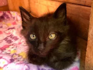 Gato raça Srd idade Abaixo de 2 meses nome Jonathan 