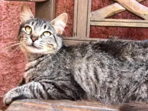 Gato raça SRD idade 7 a 11 meses nome Rita