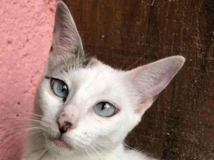 Gato raça SRD idade 2 a 6 meses nome Bianca