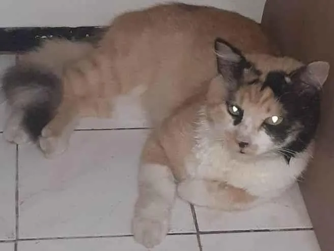 Gato ra a Tricolor  idade 3 anos nome Dourado 