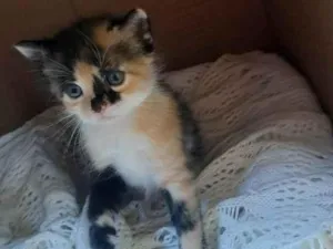 Gato raça SRD-ViraLata idade Abaixo de 2 meses nome Não possue nome ainda