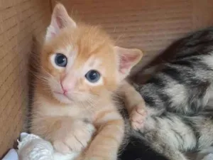 Gato raça SRD-ViraLata idade Abaixo de 2 meses nome Não possui nome 