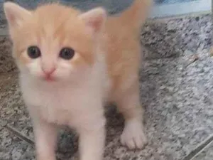 Gato raça SRD-ViraLata idade Abaixo de 2 meses nome Não tem nome