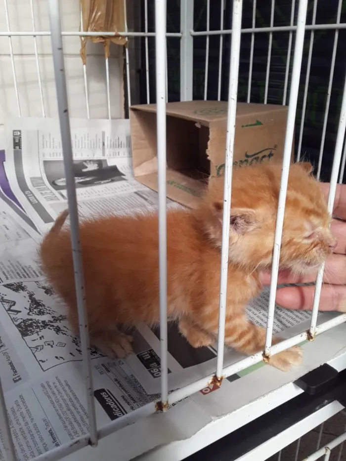 Gato ra a Não sei idade Abaixo de 2 meses nome Sem nome