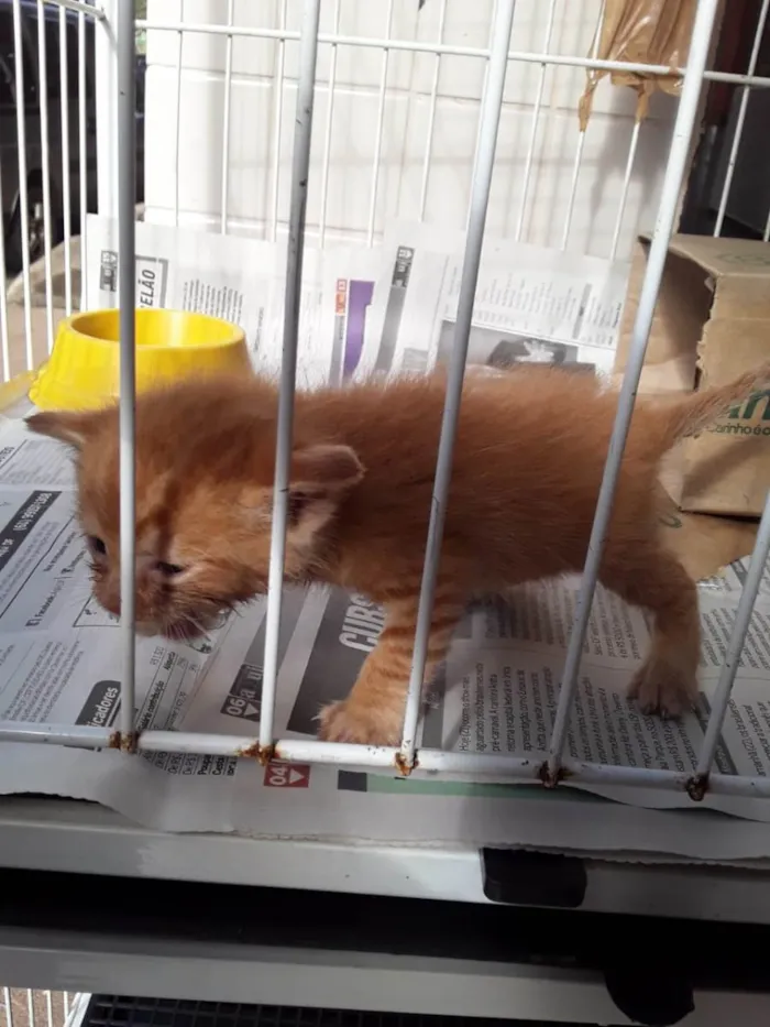 Gato ra a Não sei idade Abaixo de 2 meses nome Sem nome