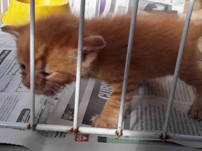 Gato ra a Não sei idade Abaixo de 2 meses nome Sem nome