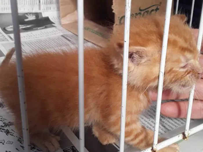 Gato ra a Não sei idade Abaixo de 2 meses nome Sem nome