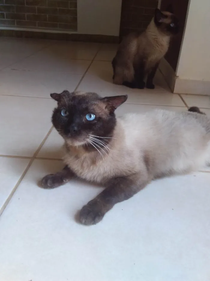 Gato ra a Siamês mestiço  idade 3 anos nome Nao tem
