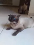 Nao tem