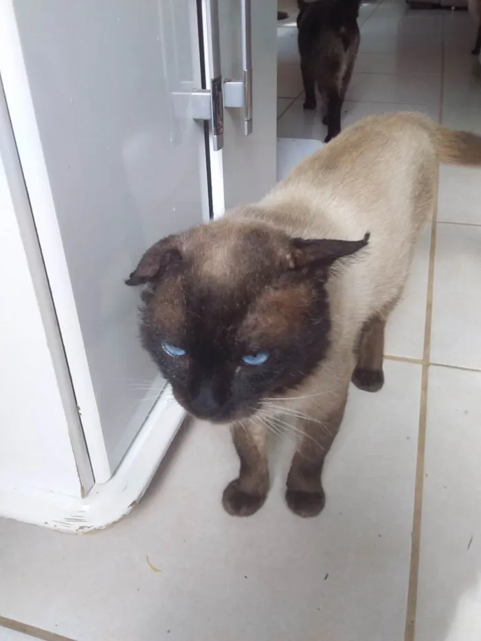 Gato ra a Siamês mestiço  idade 3 anos nome Nao tem