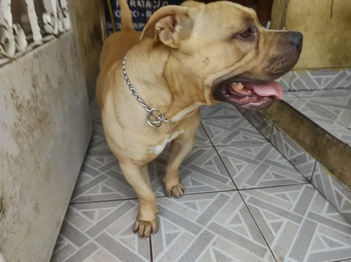 Cachorro ra a american bully idade 3 anos nome Thanus