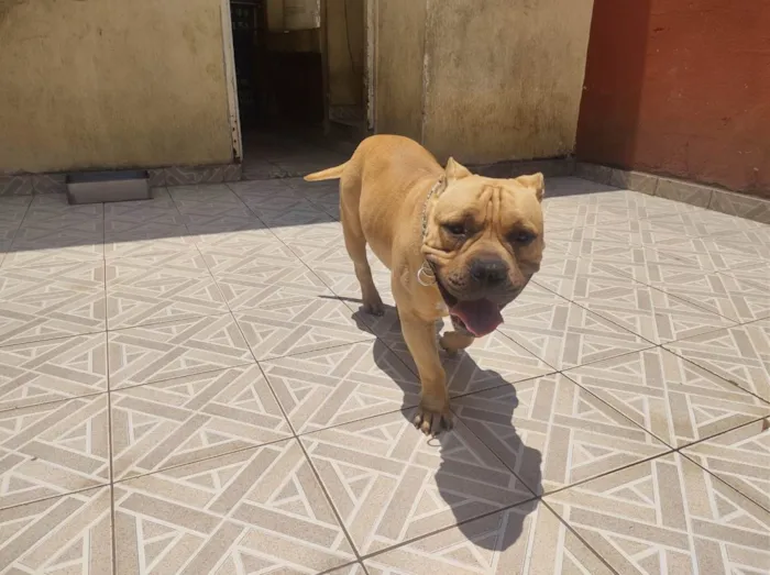 Cachorro ra a american bully idade 3 anos nome Thanus