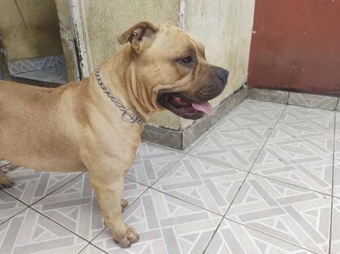 Cachorro ra a american bully idade 3 anos nome Thanus