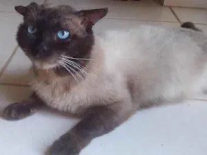 Gato raça Siamês mestiço  idade 3 anos nome Nao tem