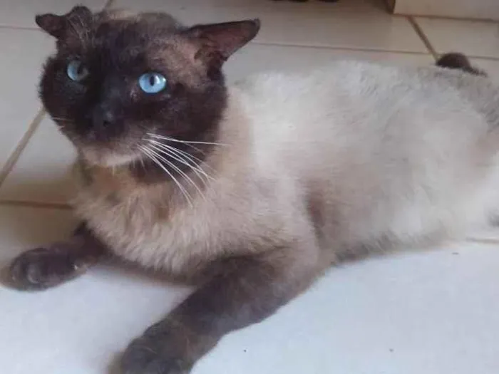 Gato ra a Siamês mestiço  idade 3 anos nome Nao tem