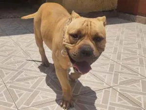Cachorro raça american bully idade 3 anos nome Thanus