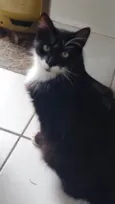 Bigodinha