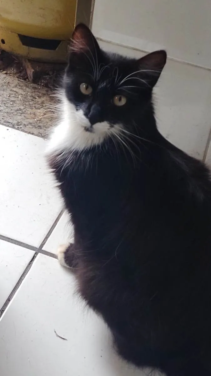 Gato ra a SRD-ViraLata idade 2 anos nome Bigodinha