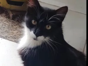 Gato raça SRD-ViraLata idade 2 anos nome Bigodinha