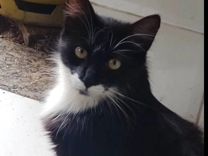 Gato ra a SRD-ViraLata idade 2 anos nome Bigodinha