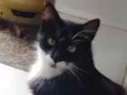 Bigodinha