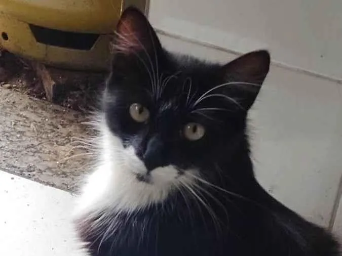 Gato ra a SRD-ViraLata idade 2 anos nome Bigodinha
