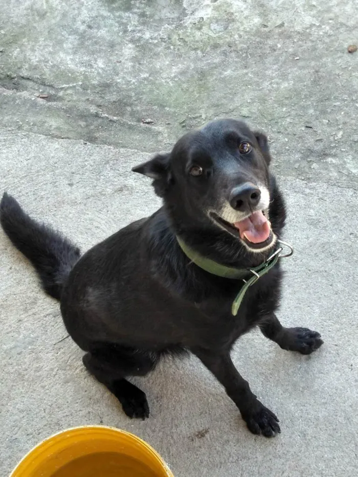 Cachorro ra a Pastor belga idade 6 ou mais anos nome Negão 