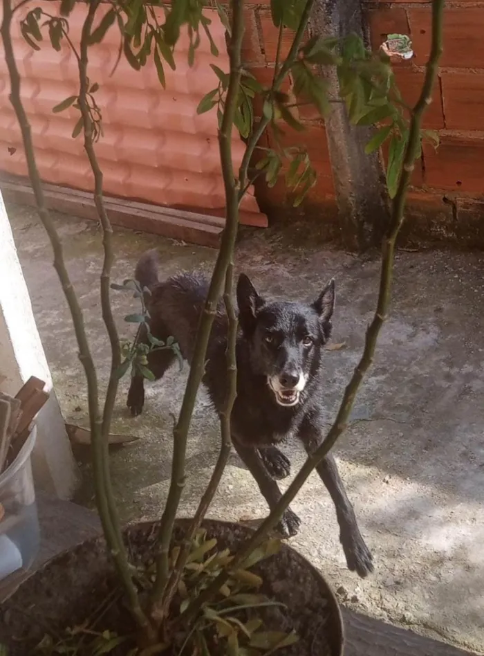 Cachorro ra a Pastor belga idade 6 ou mais anos nome Negão 