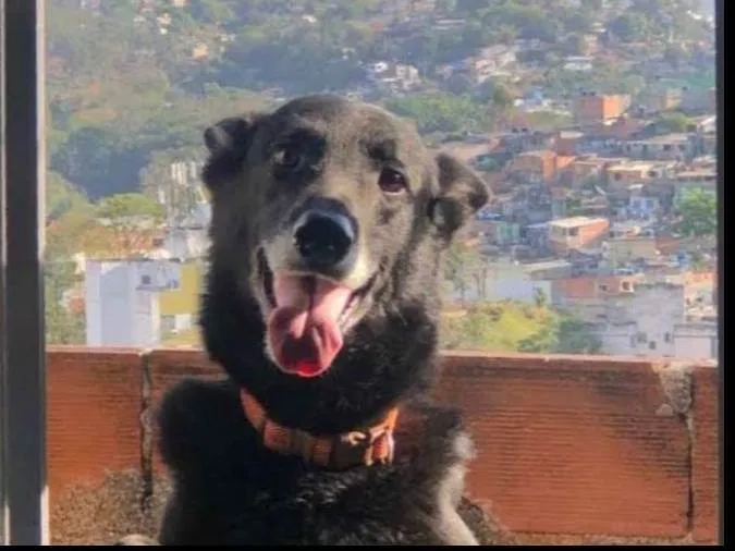 Cachorro ra a Pastor belga idade 6 ou mais anos nome Negão 