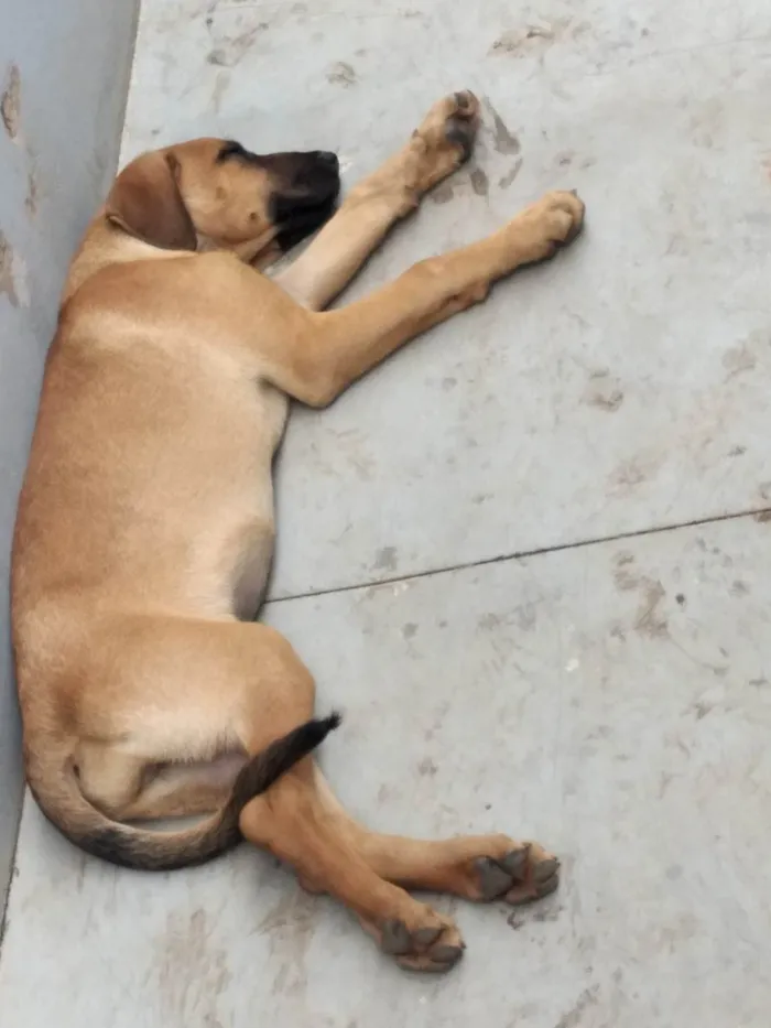 Cachorro ra a Dogue Alemão idade 2 a 6 meses nome Skinny