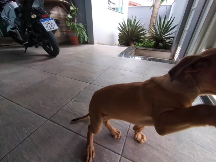 Cachorro ra a Dogue Alemão idade 2 a 6 meses nome Skinny