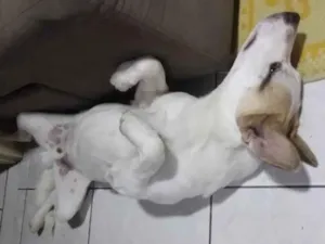 Cachorro raça Dog Paulista idade 7 a 11 meses nome Torr