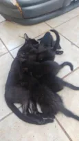 5 gatinhos