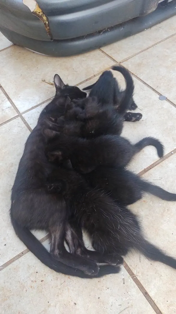 Gato ra a SRD-ViraLata idade 2 a 6 meses nome 5 gatinhos