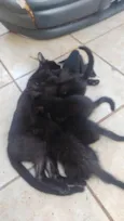 5 gatinhos