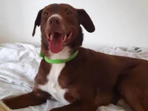 Cachorro raça SRD-ViraLata idade 7 a 11 meses nome Chocolate