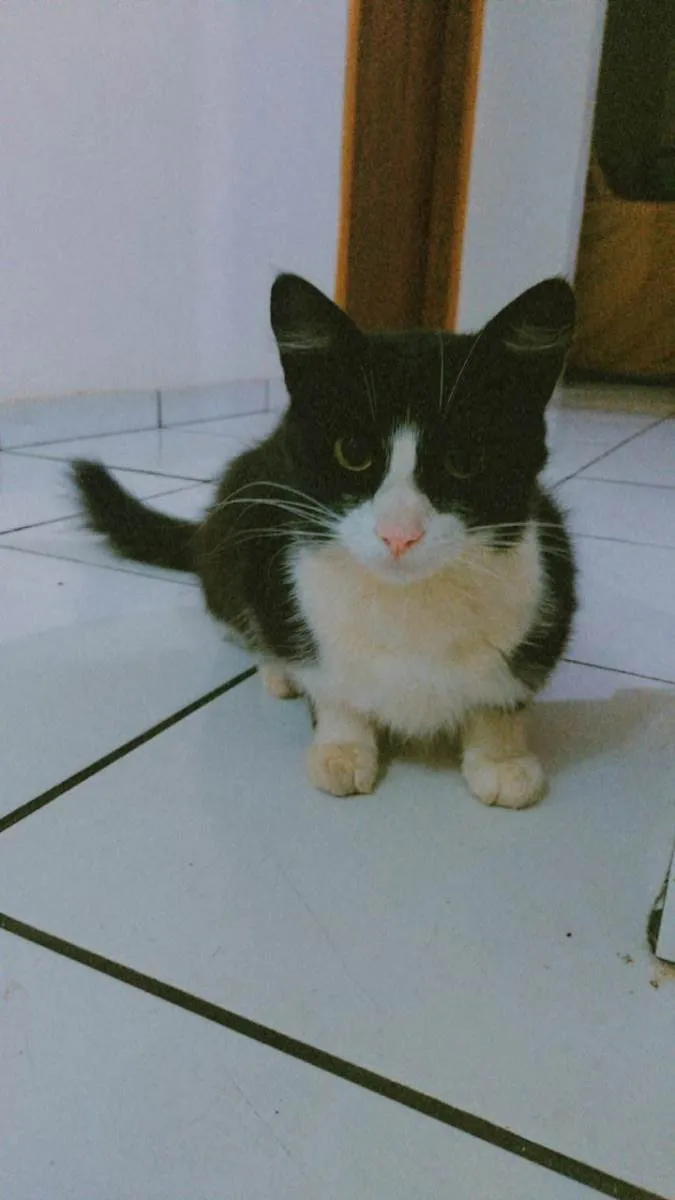Gato ra a SRD-ViraLata idade 2 anos nome Irmão