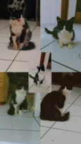 Irmão