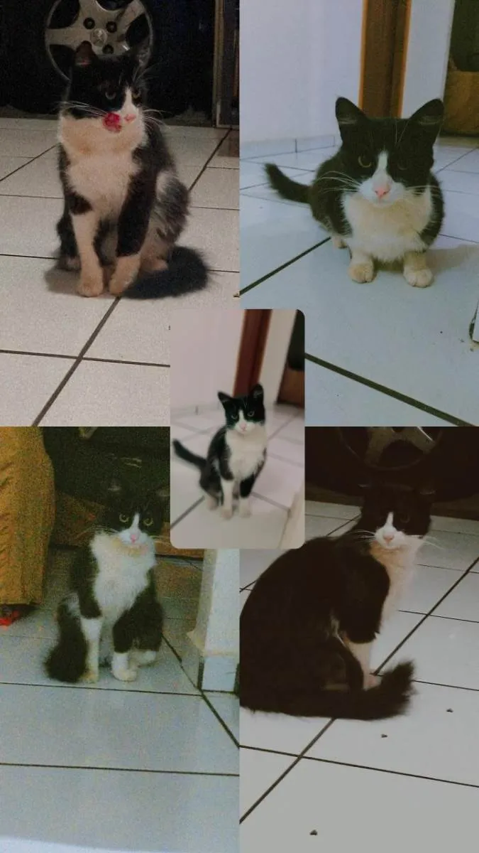Gato ra a SRD-ViraLata idade 2 anos nome Irmão