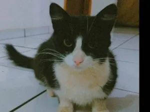 Gato raça SRD-ViraLata idade 2 anos nome Irmão