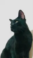 Rabicó