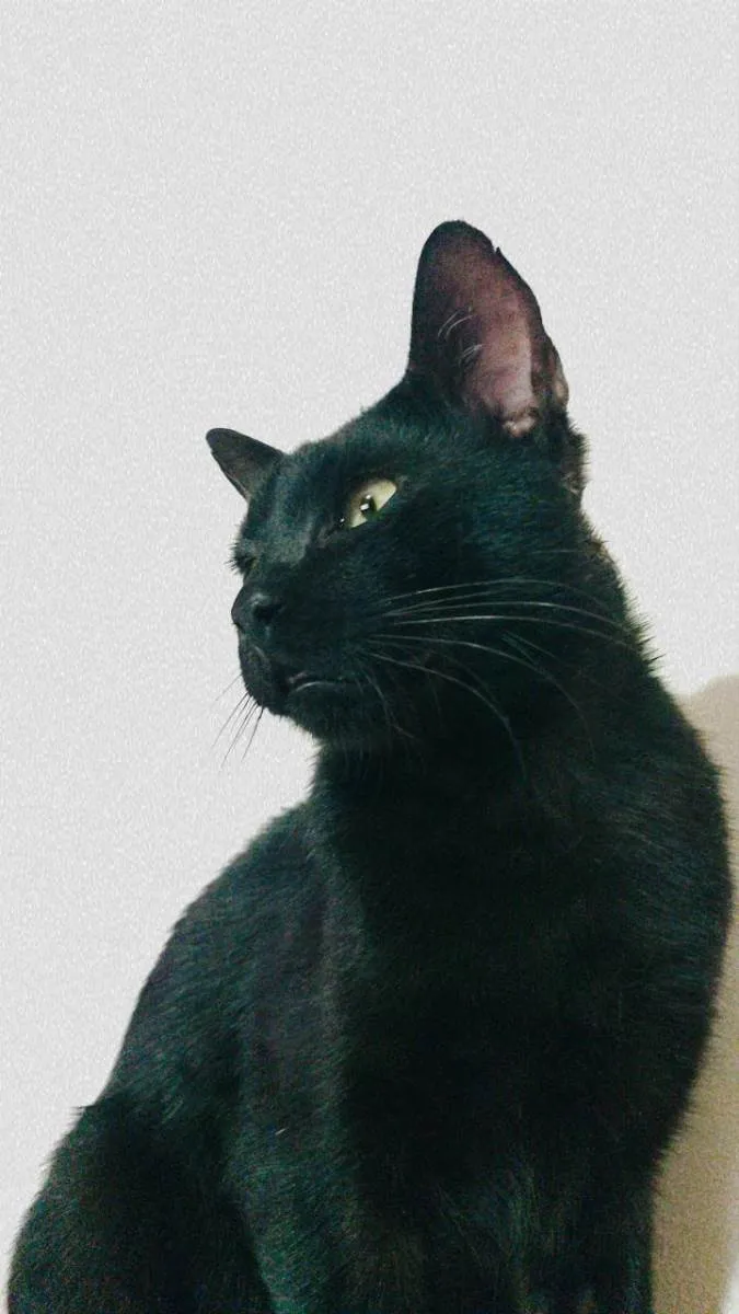 Gato ra a SRD-ViraLata idade 2 anos nome Rabicó