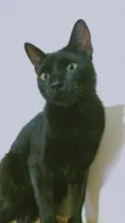Rabicó