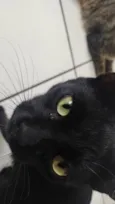 Rabicó